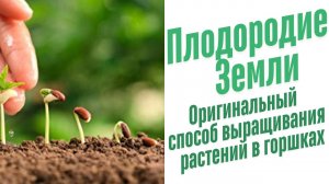 Как прорастить семена в домашних условиях?