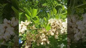 Зацвела акация под моим окном!!!!Читаю свои стихи...