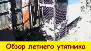 Обзор летнего утятника