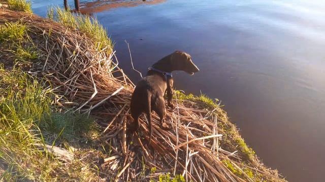 Новгородская область озеро Перетно. смотреть онлайн