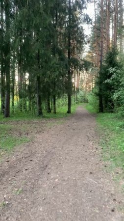 Walking through the beautiful village: лес - это счастье