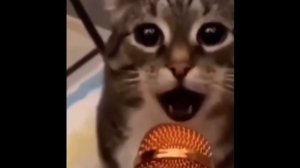 кот поет в микрофон