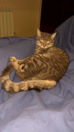 Спящий котик 🐱