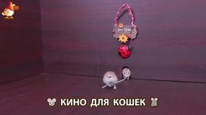 Видео для кошек про крысок развлекать питомцев 🐭🐀😂 (123)