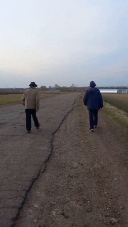 Лиса на дороге.  Что надо делать?
