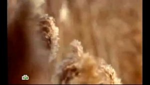 КАТЯ ОГОНЁК  -  " БЫЧОК "