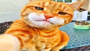 Приколы с котами! Смешные коты - Самые смешные животные С ОЗВУЧКОЙ! Ржака!!