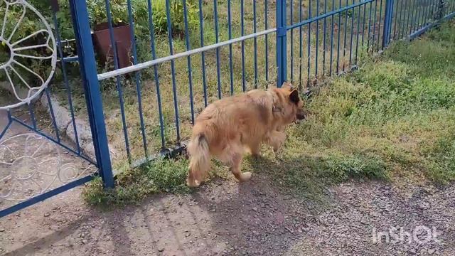 15 августа 2023 г. Жаркий день с Белкой 🐕🐾🌤 смотреть онлайн