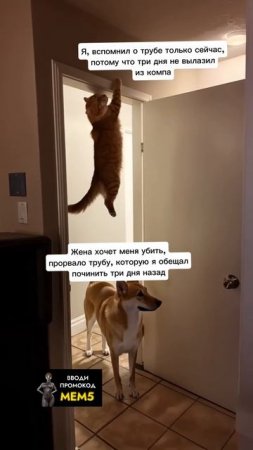 myconsolestore.ru