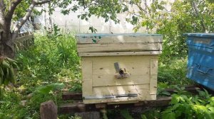 Прилетел рой пчёл в пустой улей! Потихоньку заходят.