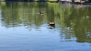 Крошки утята на пруду. Милота. Утята. Май 2025