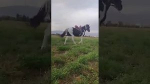 аспои фуруши нархошон аз 40 хазор сомон сар мешад дар х?