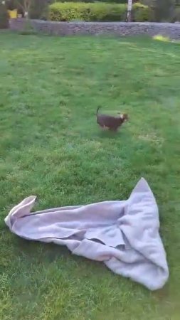 Наша прыткая шоколадочка . Второй день в новом доме, а уже " сам чёрт не брат" )