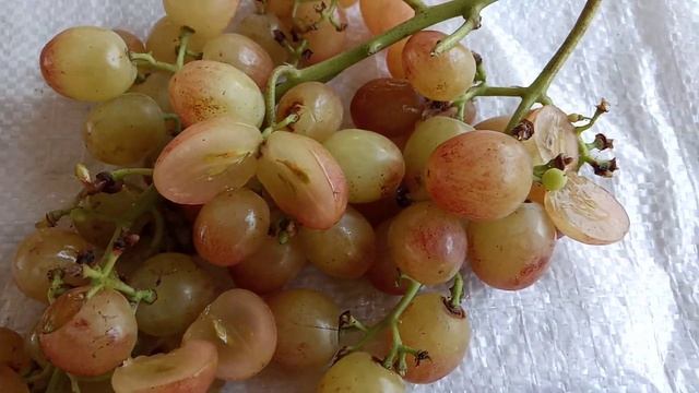 Сравнение кишмишей. Ягоды в разрезе. Часть 2. 24 августа смотреть онлайн