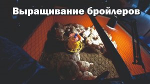 Мой принцип выращивание цыплят-бройлеров
