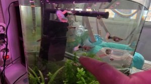 Какие Гуппи купить! Белая канада, самки тоже красивые. Обзор аквариума