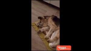 Марта.Старая милая собачка. Давно обездвижена. Но случилось однодневное ЧУДО