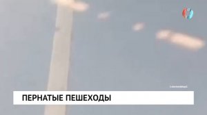Пернатые пешеходы