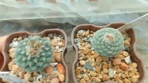 Стромбокактус ,Strombocactus disciformis