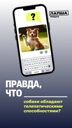 СОБАКИ МОГУТ БЫТЬ ТЕЛЕПАТАМИ? |Разбор теории