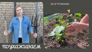 Весенние заботы за подрастающими кустиками огурцов