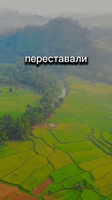 Древний принцип Аюрведы #могилевскаянг #аюрведа #панчакарма #доктор #сибаюринститут #панчакарма