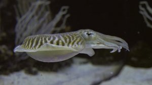 Подводный мир