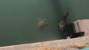 НАБЕРЕЖНУЮ ТУРЦИИ ЗАХВАТИЛИ ЧЕРЕПАХИ, но НИКТО не обращает внимание! Это как?