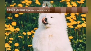 Описание самоедского шпица
