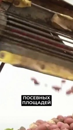 📍Цена на картофель бьёт рекорды: когда ждать понижения