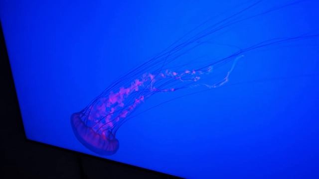 Sony bravia 55xf9005 4k часть2