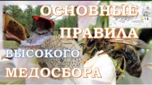 Как получить высокий медосбор?