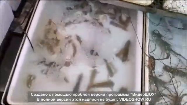 Пхукет, ч. 6, Рыбный рынок Раваи, Автопутешествие по Таю, ч  18