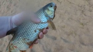 Ловля на майского жука на фидер