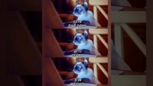 Приколы 😅 мемы 🤣 дай котлету 😸 переговоры с котом ?