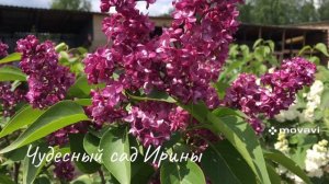 Дачное 2. Сирень сортовая. Чудесный сад Ирины