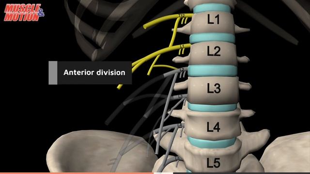 Поясничное нервное сплетение. The Lumbar Plexus. смотреть онлайн