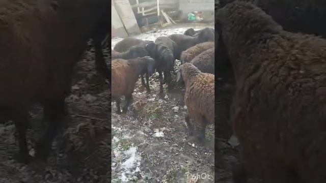 48. 21-сар қушқори фарбеҳ, муомила дорад, шаҳри Ҳисор. Тел смотреть онлайн