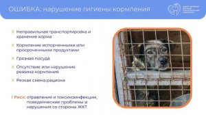 Распространенные ошибки в кормлении собак и кошек в приютах