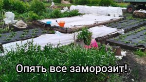Все замерзнет и урожая не будет! Весь огород от заморозков не укрыть.