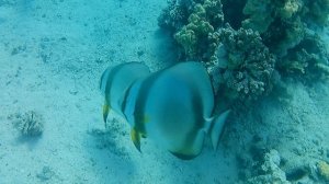 Платаксы на малом рифе ШСБ 19.05.25