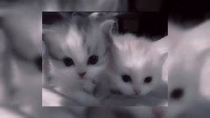 🎧Плейлист крутых и вайбовых песен #4🎧