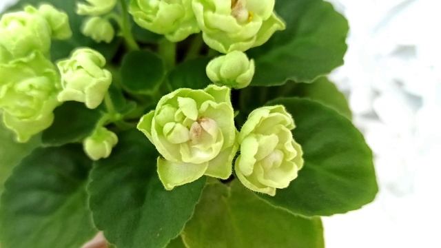 Фиалка Hunter's Cabbage Goddess