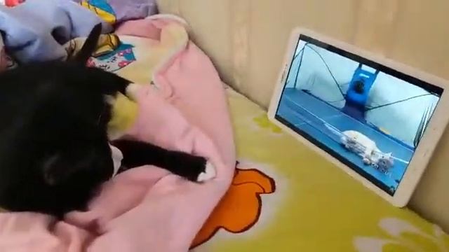 Милка с утра смотрит планшет смотреть онлайн