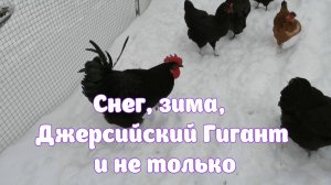 Снег, зима, Джерсийский Гигант и не только