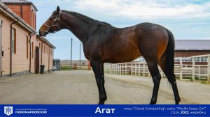 Продается молодой жеребец-производитель «Агат»