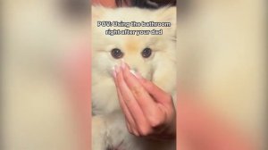 BEST COUB №31 ｜ BEST COUB COMPILATION VIDEOS OF ALL TIME