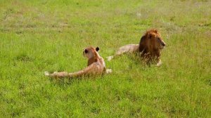 Кения. Заповедник Масаи Мара и река Мара. Самостоятель