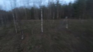 Удачная тяга. Вальдшнеп. Черный хлеб. ИЖ-58 20 калибр.