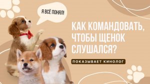 Как командовать, чтобы щенок слушался?